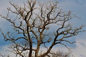 Branches and clouds in the blue sky