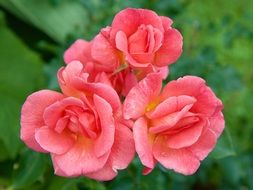 bush of pink summer roses