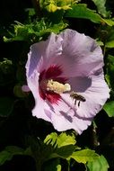 pink hibiscus blossom