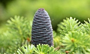 blue pine cone among pine needles close-up