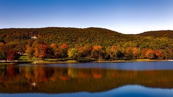 trees with yellow leaves by the pond