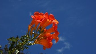 bignonias red flowers