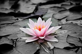 pale pink water lily in black and white background