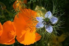 wonderful Nigella Flower