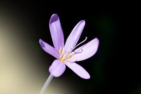 Budding Rock Elke flower