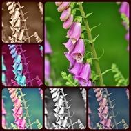 Collage of thimble flowers