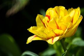 Tulip Yellow Red