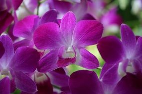 Purple orchids in a garden