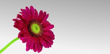 bright pink gerbera on a stem close up
