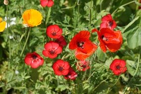 closeup picture of yellow and red poppies in the garden