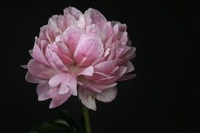 pink peony on the black background