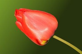 bud of a tulip