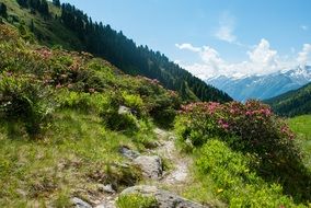 mountain trail for hiking