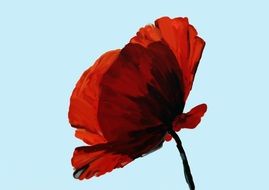 unusually beautiful Poppy