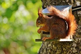 red Squirrel on the tree