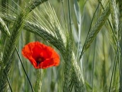 red poppy among green wheat field