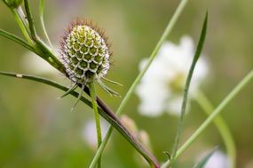 unusual wildflower close-up