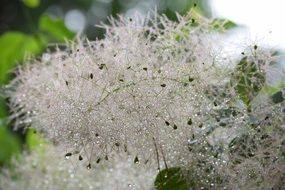 Close-up of he beautiful white bloom of the Bamboo grass