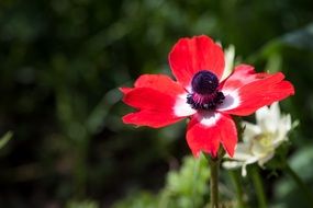 red anemone