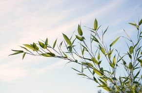 Reed Plant Grass