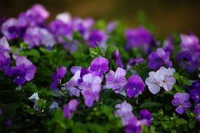 Bright Flowers Pansies in Izhevsk park