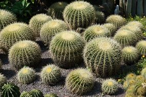 many round cactus in the botanical garden, uberlingen