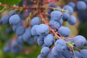 dark blue decorative berries closeup