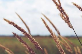 golden wheat on a green plain background