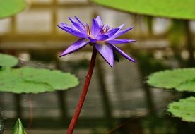 blue water lily close up
