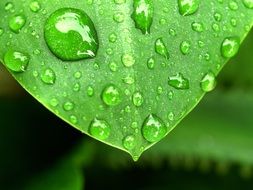 close-up photo of drops of dew on a green leaf