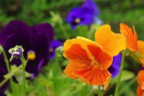 variety of colorful pansies in the garden