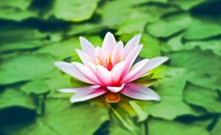 beautiful Waterlily, Pink flower among green leaves