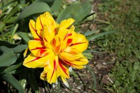 Beautiful red yellow tulip bud