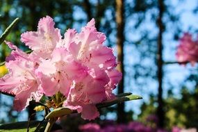 pink rhododendron flower close up