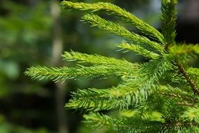 Branch of the conifer