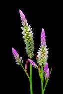 purple natural flower on a black background