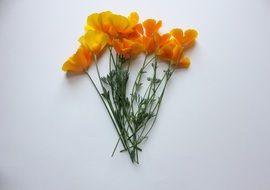 yellow poppies like ikebana flowers