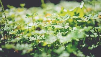 Closeup photo of Green Plant Leaves