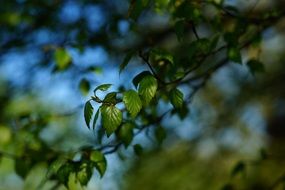 green branches on a blurred background