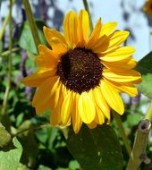 maturing sunflower