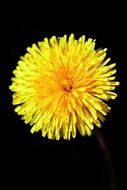 Dandelion, Yellow flower at black background