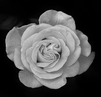 black and white picture of a rose blossom
