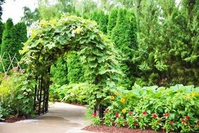 landscape of green blooming arch in the garden