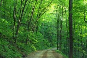 road in a dense green forest