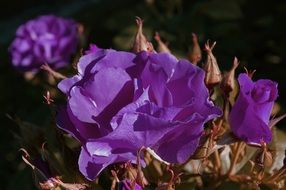 fluffy purple Roses close up