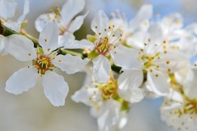 white spring flowers on a branch