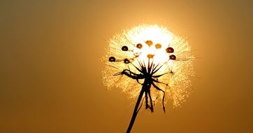 Dandelion at Sun rays light