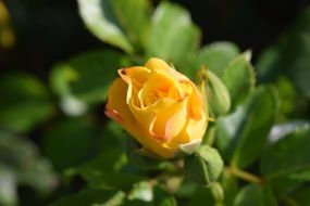 Closeup photo of yellow rose