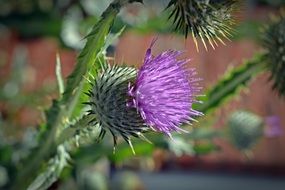 Thistle purple Blossom flower closeup