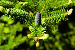 dark green pine cone on a branch